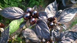 Black Pearl