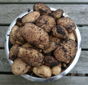 Bonuspotatis