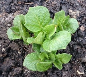 Hej potatis