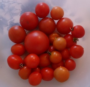 Höst-tomater