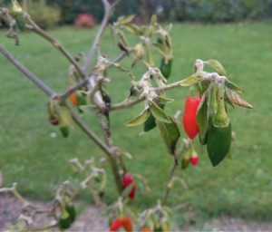 Höstchili