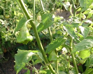 Jamaican Bell