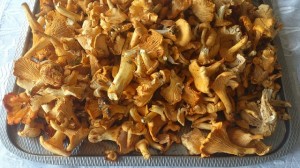 Kantareller