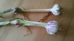 Luftlökar