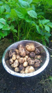Midsommarpotatis