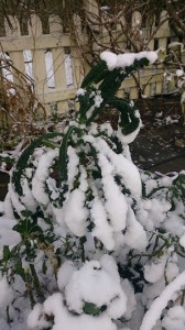 Palmkål
