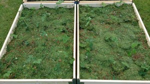 Planterade