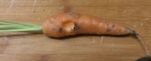 Provsmakad