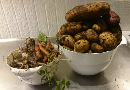 Sådde rotfrukter, skördade potatis