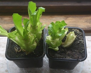 Sallad