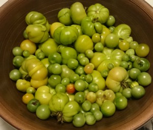Sista tomaterna