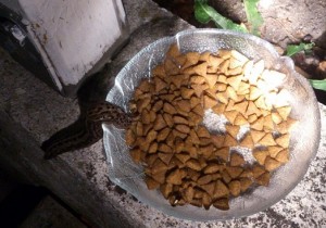Snigel äter kattmat