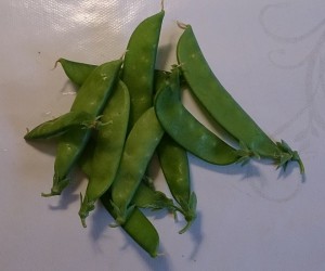 Sockerärter