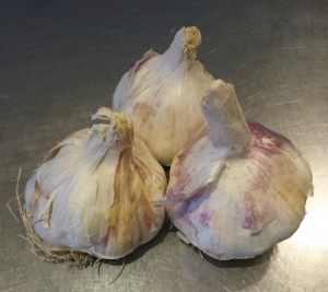 Vitlökar att sätta